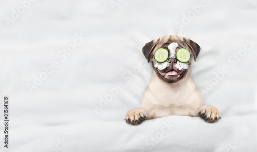 Funny Pug puppy with a piece of cucumber on it eyes and cream on it face relaxing on the bed at home. Top down view. Empty space for text