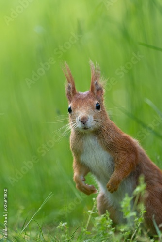 a squirrel standing up in the tall grass with his paws up