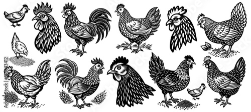 Chicken, hen and roosters in various poses, farming animals and birds in a rustic engraving linocut style, agricultural design purposes