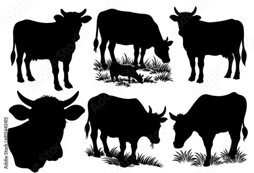 Detailed monochrome illustration, a set of cow or calf in various poses, perfect for projects related to agriculture, farming, and animal husbandry