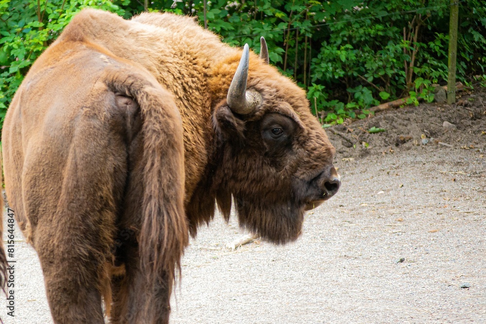 Fototapeta premium Majestic European bison (Bison bonasus) walking on a path surrounded by lush greenery in a forest