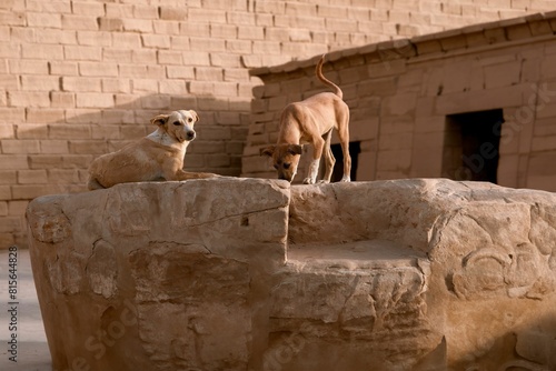 Canvas Print Brown stray dogs on a large stone at the temple of Luxor in Egypt