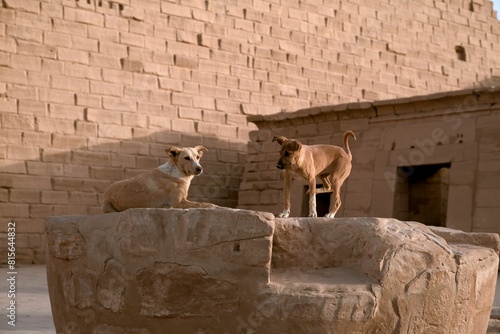 Φωτογραφία Brown stray dogs on a large stone at the temple of Luxor in Egypt
