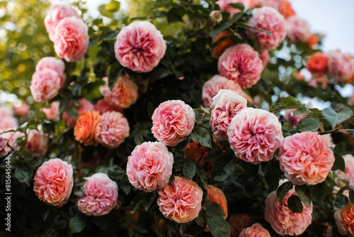 Background of blooming rose flowers with pink petals in garden close up. Summer season. photo