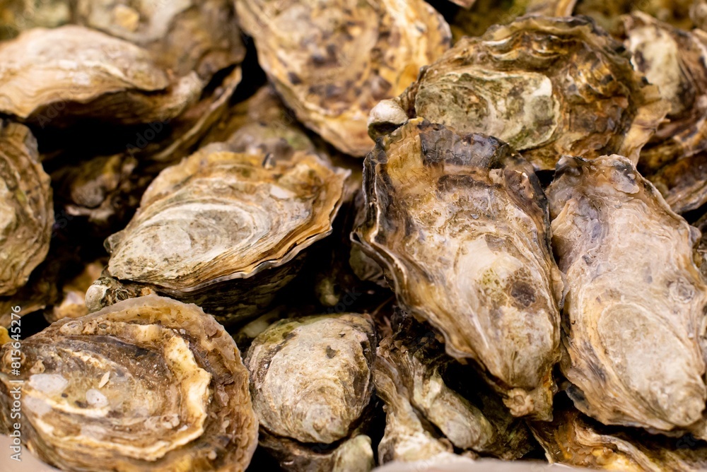 Variety of fresh oysters arranged on a tabletop Variety of fresh oysters arranged on a tabletop