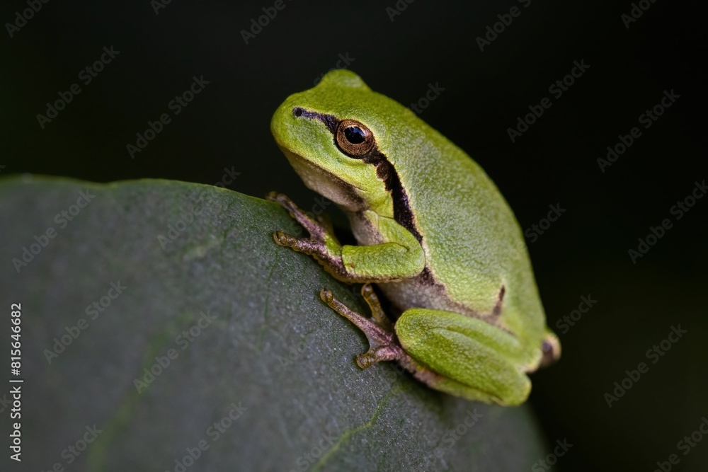 European tree frog (Hyla arborea) perched atop a leaf European tree frog (Hyla arborea) perched atop a leaf