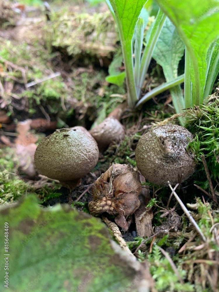 Closeup of mushrooms on a mossy ground of a forest Closeup of mushrooms on a mossy ground of a forest
