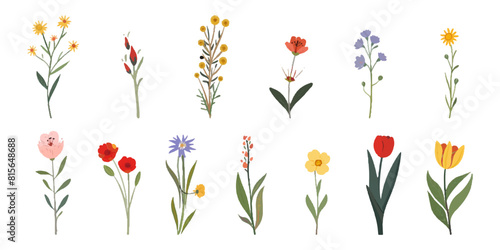 Set of flowers, vector illustration on a white background.