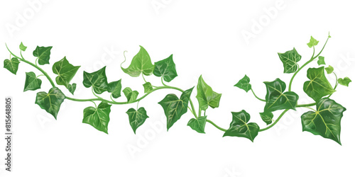 green ivy vine with leaves, vector illustration on white background