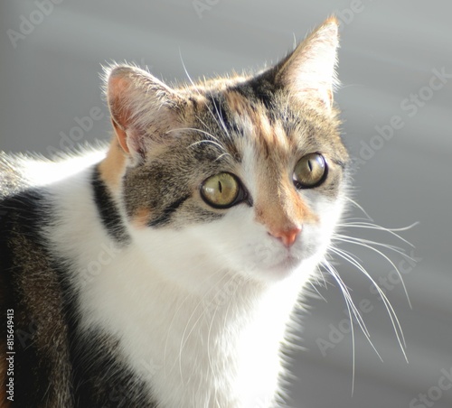Принти на полотні Closeup of an adorable snout of a tabby cat