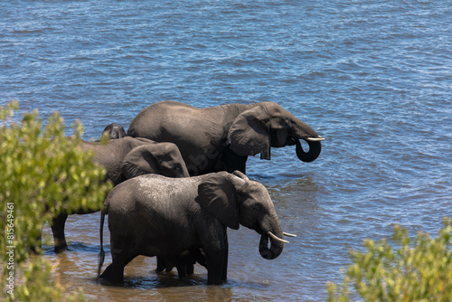 A Herd of african elephants taking a bath in the Chobe river. Green vegetation during the rainy season. Chobe National Park, Botswana, Africa