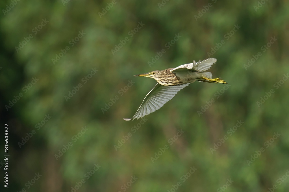 Chinese pond heron soaring over a picturesque landscape of lush rolling hills Chinese pond heron soaring over a picturesque landscape of lush rolling hills
