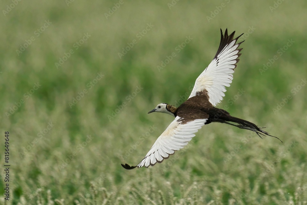 Pheasant-tailed jacana soaring through the air in a blissful meadow Pheasant-tailed jacana soaring through the air in a blissful meadow