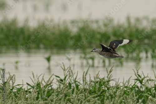 Cotton pygmy-goose soaring against a backdrop of a calm body of water, surrounded by reeds