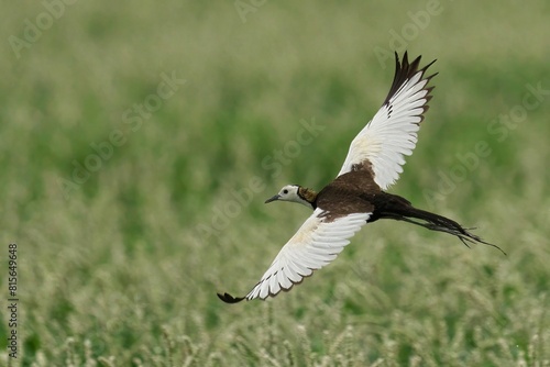 Pheasant-tailed jacana soaring through the air in a blissful meadow photo
