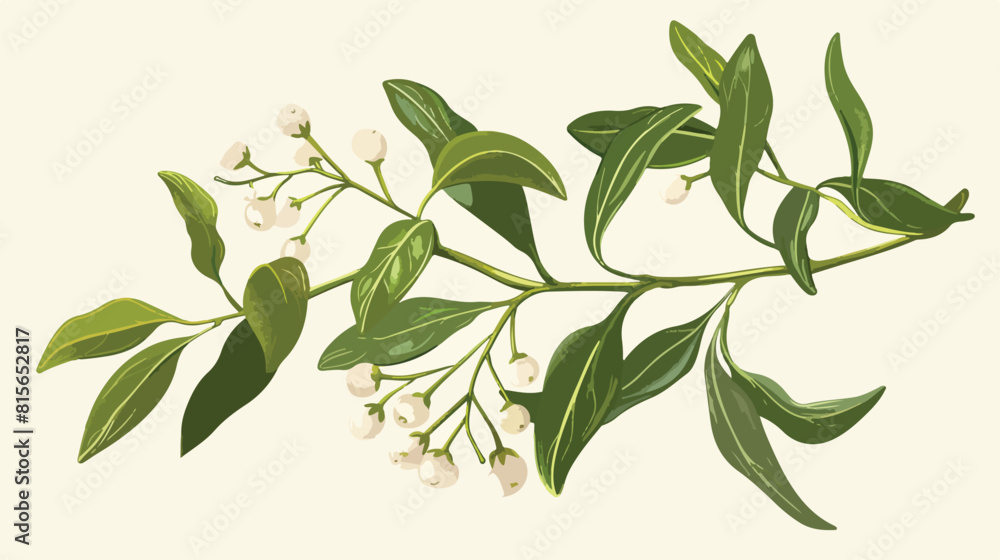 Realistic detailed drawing office mistletoe sprig