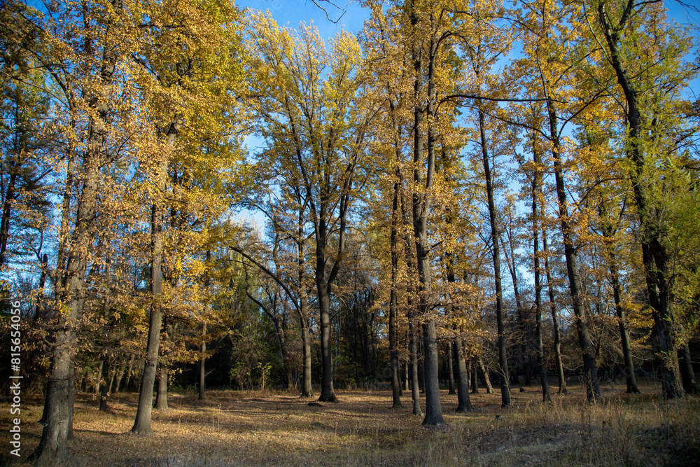 Fototapeta premium Autumn Forest Canopy