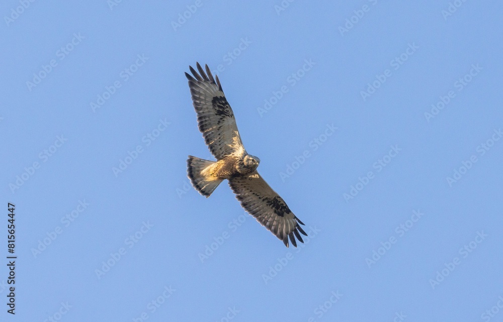 Obraz premium Rough-legged buzzard (buteo lagopus) soaring in the clear blue sky, its wings spread wide.