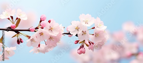 The Somei Yoshino cherry blossoms are beginning to bloom showcasing their delicate and beautiful flowers in a captivating copy space image photo