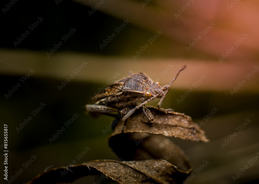 Fototapeta premium Brown marmorated stink bug perched atop a leaf in an outdoor environment.
