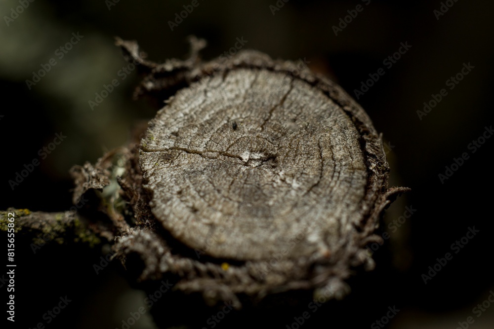Closeup of a tree trunk with a circular incision cut into it. Closeup of a tree trunk with a circular incision cut into it.