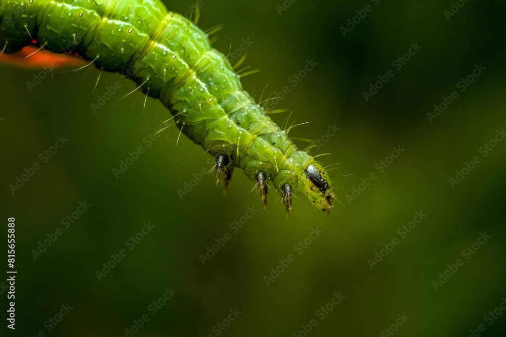 Closeup view of a small green caterpillar munching on a leaf of a plant.
