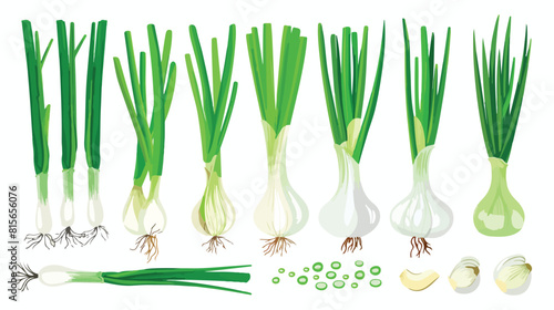Scallion green spring onions. Fresh sibies stems photo
