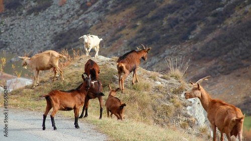 the brown sheep are eating grass on the side of a road