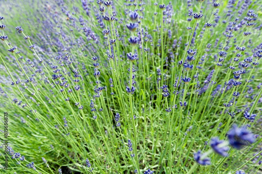 Naklejka premium Beautiful bunch of vibrant purple lavender in a field. Southern Germany