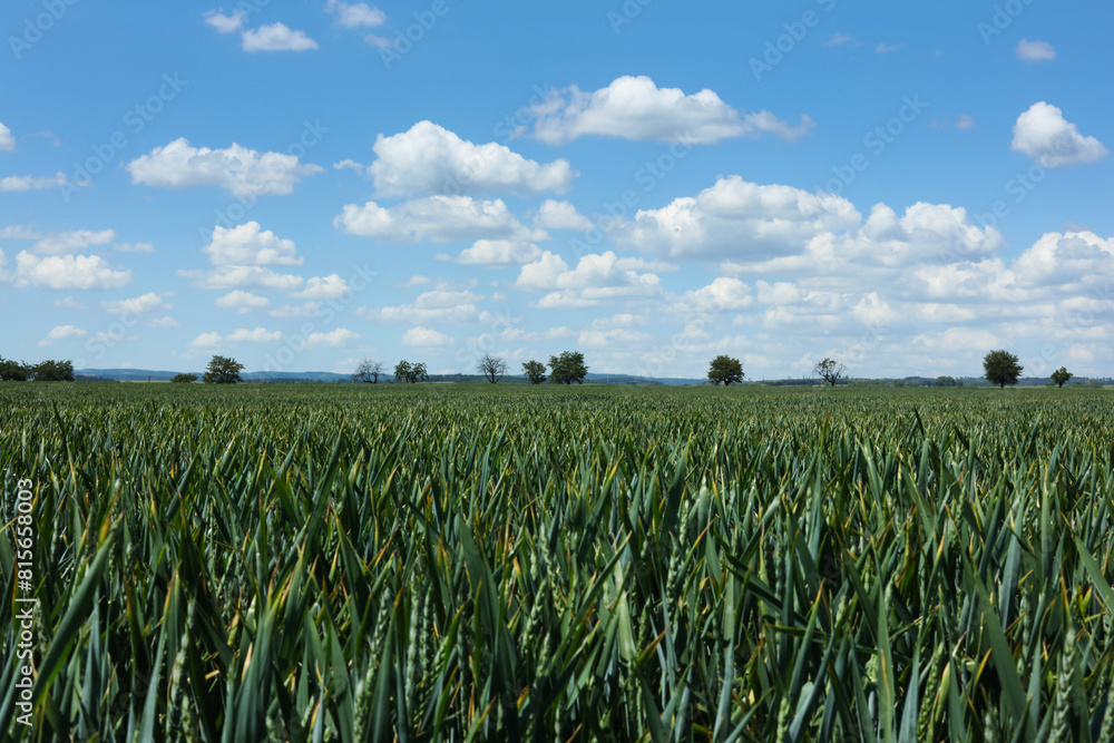 agricultural field on which grow young green wheat against the blue sky agricultural field on which grow young green wheat against the blue sky
