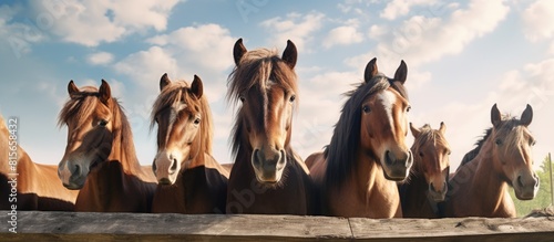 A group of horses are gathered in an open corral happily munching on hay from a metal trough The scene is perfect for a copy space image photo