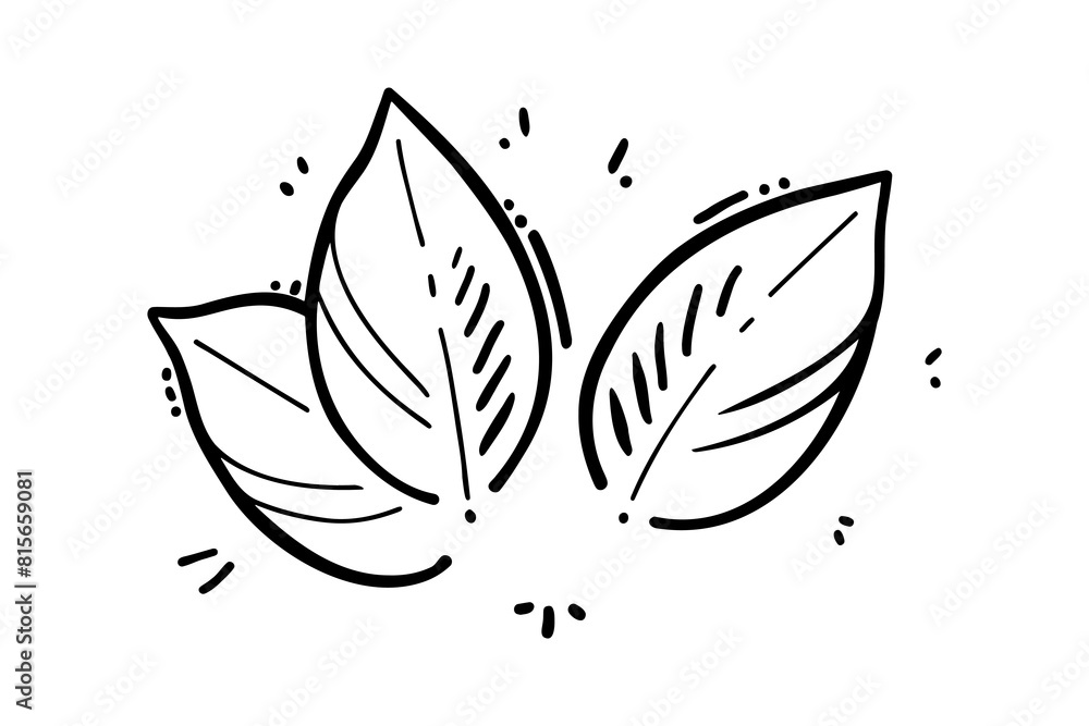 Mint leaves stilyzed doodle drawing, leaves set contour, isolated on white background. Mint leaves stilyzed doodle drawing, leaves set contour, isolated on white background.