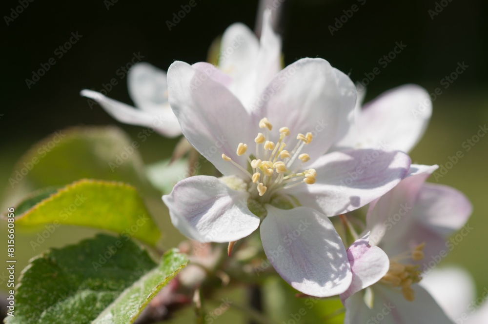 Close-up shot of an apple blossom, spring in Germany. Malus domestica Close-up shot of an apple blossom, spring in Germany. Malus domestica