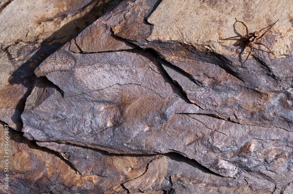 Φωτογραφία Close-up of a piece of blue coal with a spider