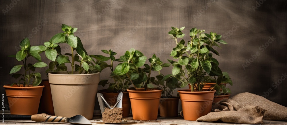 Gardening tools with ivy in pots on rumpled craft paper with copy space Concept of Transplanting Plants replanting plants From Pot to Garden Gardening tools with ivy in pots on rumpled craft paper with copy space Concept of Transplanting Plants replanting plants From Pot to Garden