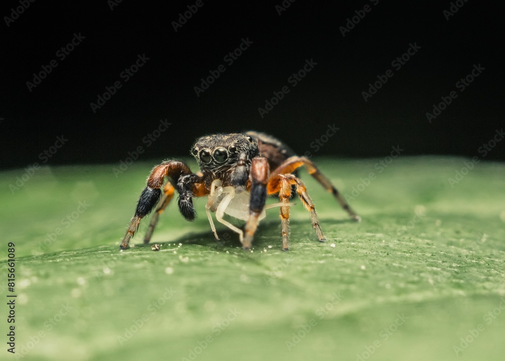 Fototapeta premium Vivid macro shot of a jumping spider with freshly caught prey