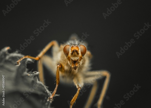 Macro shot of a yellow dung fly, Scathophaga stercoraria photo