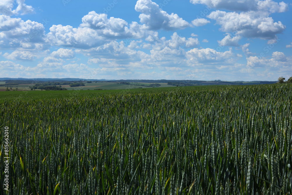 agricultural field on which grow young green wheat against the blue sky agricultural field on which grow young green wheat against the blue sky