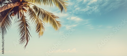 palm trees against blue sky palm tree leaves at tropical coast vintage toned and stylized coconut tree summer tree retro ideal background enough room for copy space and text