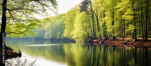 A serene springtime forest lake reflecting an idyllic image with copy space