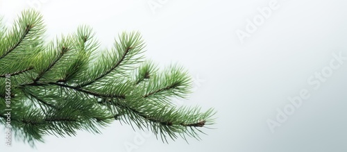 Green spruce branches Artificial beautiful cast needles Christmas branches close up on a light background. copy space available