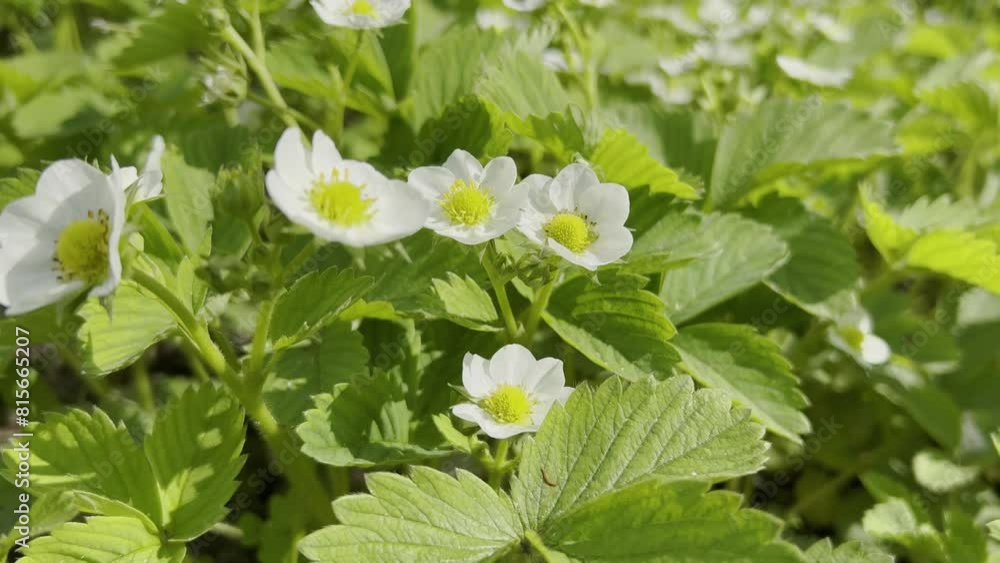 Strawberry blossom. Strawberry blossoms in the garden. White strawberry flower. Home eco garden. Organic products Strawberry blossom. Strawberry blossoms in the garden. White strawberry flower. Home eco garden. Organic products