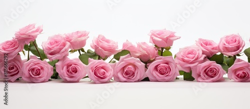 Pink roses on white background with free text space. copy space available