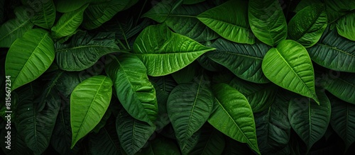 green leaves natural background wallpaper texture of leaf leaves with space for text. copy space available