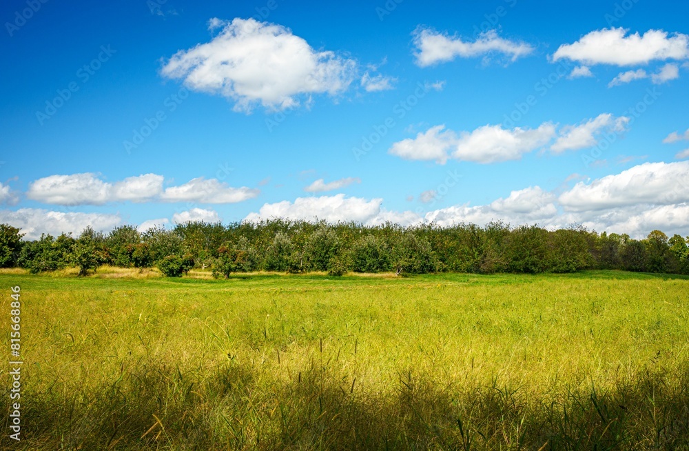 Obraz premium Stunning image of a lush green grassy field with an orchard in Ohio