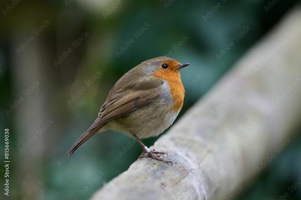 Robin bird perched atop a weathered wooden fence post. Robin bird perched atop a weathered wooden fence post.