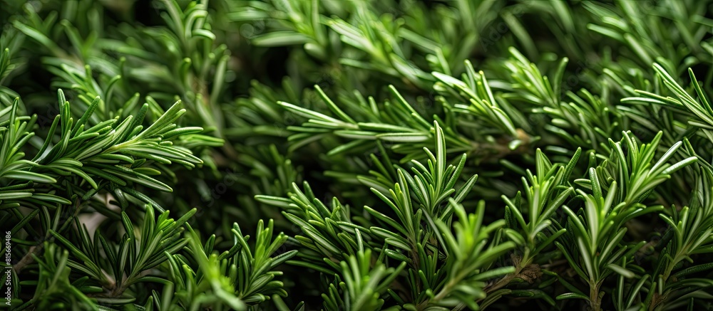 Farmer s market fresh rosemary. copy space available Farmer s market fresh rosemary. copy space available