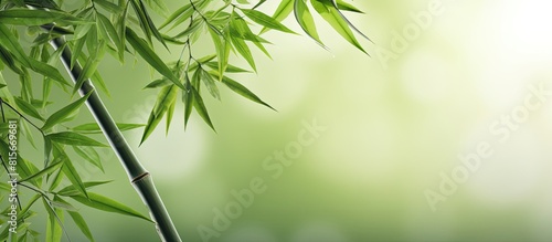 Bamboo leaves background. copy space available