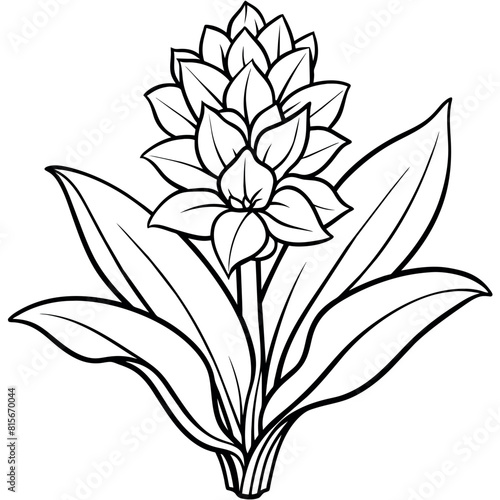 Hyacinth flower outline illustration coloring book page design  Hyacinth flower black and white line art drawing coloring book pages for children and adults 