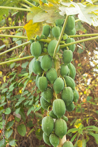 papaya fruit on trunk as background. © studybos